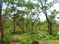 DGP, PS visit Nallamala Hills
