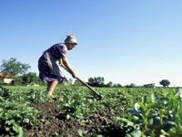 Economic recession has no impact on agriculture'