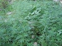 Rs4 crore worth ganja seized