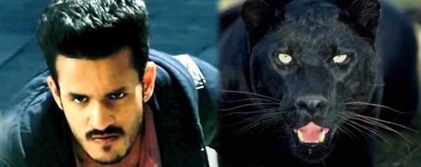All Eyes on Akhil-Panther Climax Fight!
