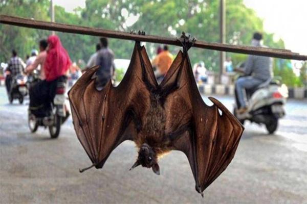 Coronavirus Found In 2 Indian Bats!