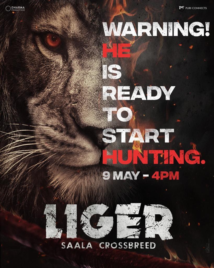 Liger's warning before hunting