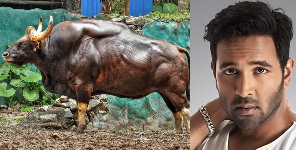 Brutal trolls on Manchu Vishnu buffalo tweet