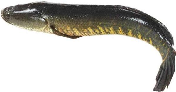 Murrel is Telangana's State Fish