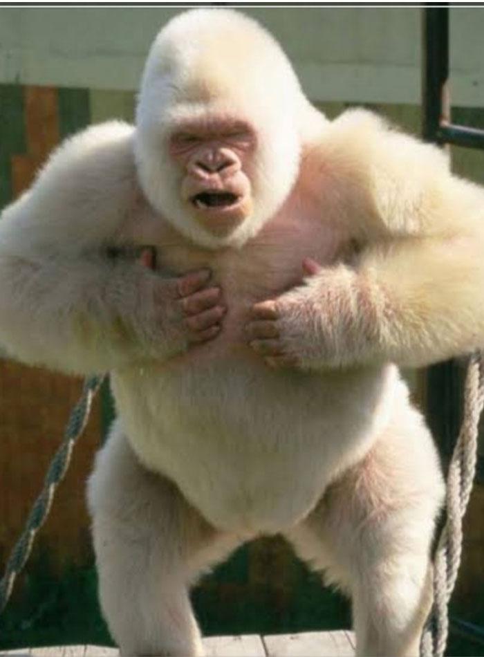 Wow! Nagababu Compares This MP As ChimpanzeeÂ