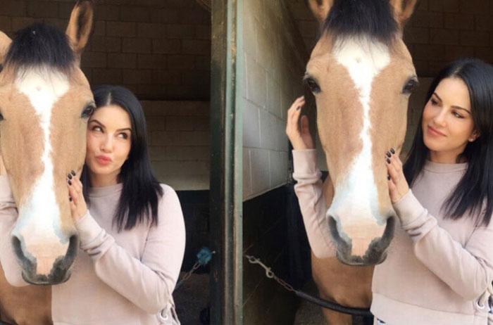 Adult Star &amp; 50 Horses: What's The Story?