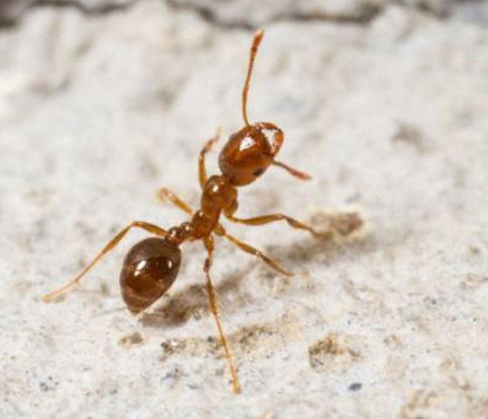 TDP to Turn Ant after Polls!