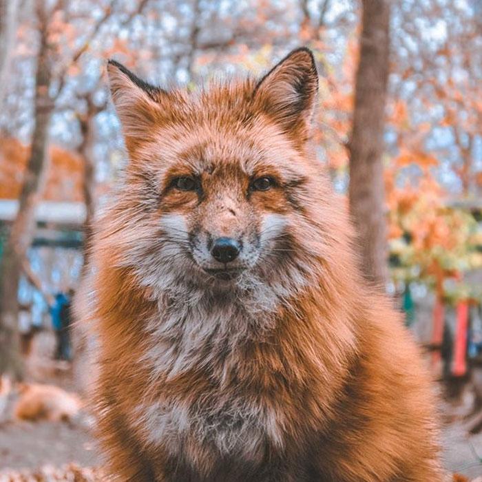 This Old Fox Is Crying on CBN &amp; Pawan