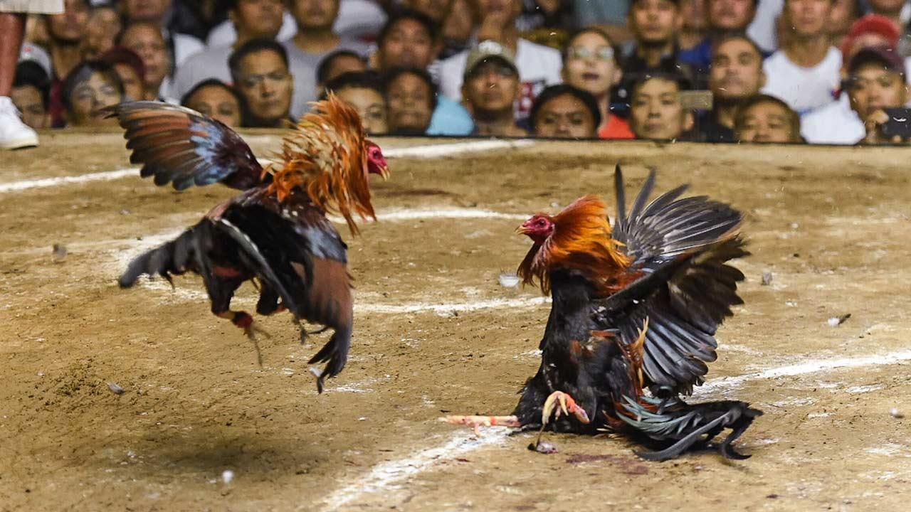 Moinabad Cockfight auction