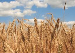 Rice, pulses worth Rs 15 lakh seized