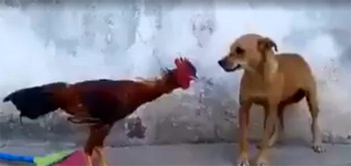Viral: Cock Drives Dog Away