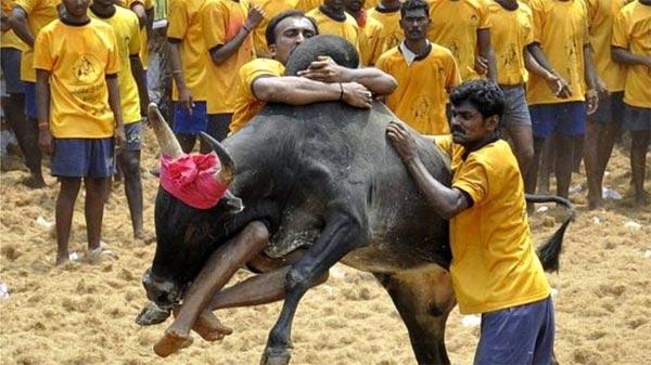 Jallikattu Controversy Ends!