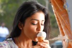 Shriya Hot Gallery - 50 of 75