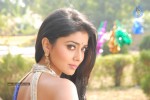 Shriya Hot Gallery - 72 of 75