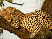 Marauding leopard put to death by villagers