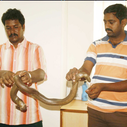 Forest Department arrested two snake-smugglers...