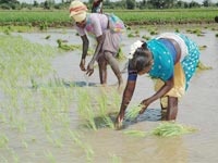 Govt to formulate special act to help tenant farmers