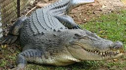 Crocodile finally netted at Nanakramguda