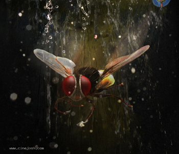 'Eega' First week A.P Shares