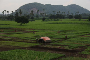 Land Pool. for Capital Throws Farmers into Blues