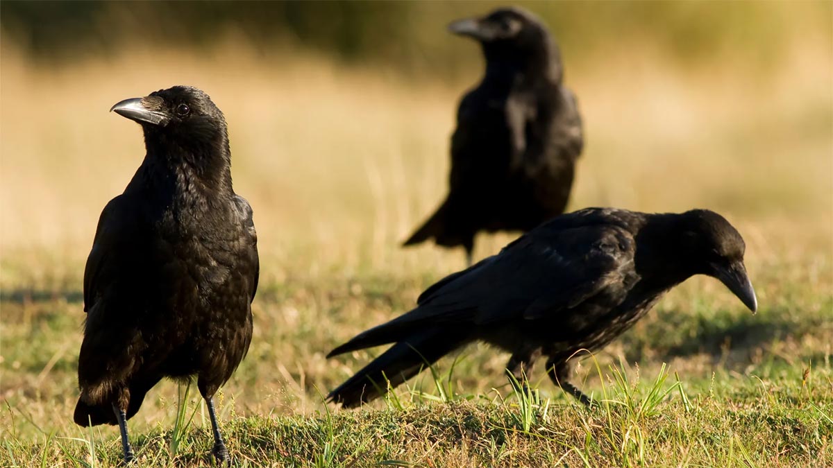 Crows : The new success symbols