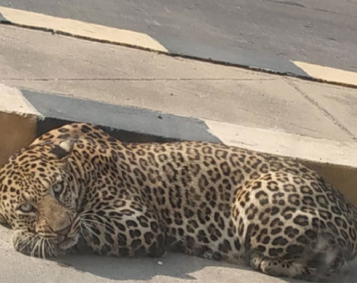 Leopard Really Goes Back to Forest or Killed?