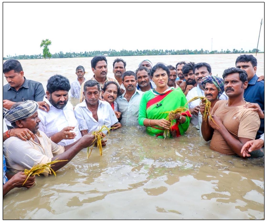 Sharmila visit to flooded agricultural lands in Tadepalligudem