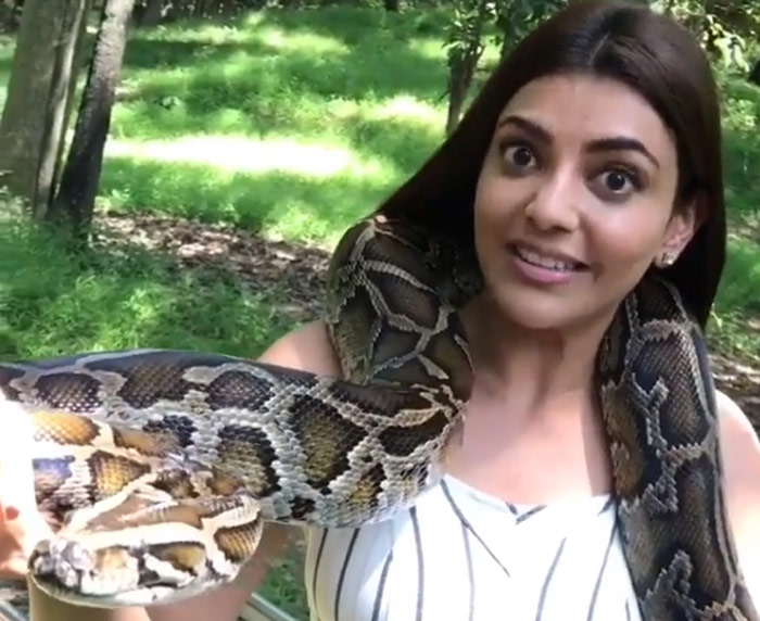 kajal agarwal,huge python,teja,bellamkonda srinivas,shooting spot  బెల్లంకొండను వదిలి కాజల్‌నే టార్గెట్ చేస్తున్నాడా? 