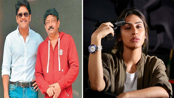 ram gopal varma,nagarjuna,new movie,heroine,rgv select,myra sareen  మన్మథుడు మామూలోడు కాదండోయ్..! 