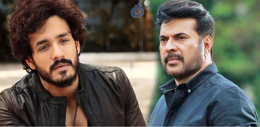 malayalam actor,mammootty,akhil akkineni,villain in agent,surender reddy -akhil combo  ఏజెంట్ కి మలయాళ కాస్ట్లీ ఫ్లేవర్ 