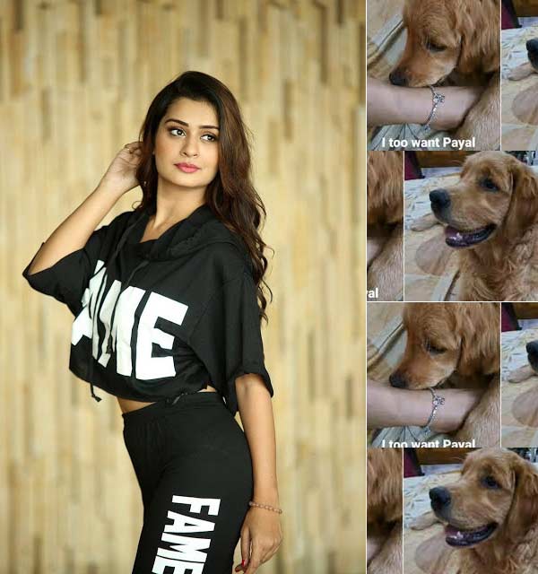 payal rajput  నీ ప్రేమని మిస్ అవుతా- పాయల్ ఎమోషనల్ 