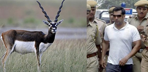 salmankhan,blackbuck,case,jodhpur court  సల్మాన్‌ మరో కేసులో జైలుకు వెళతాడా..??