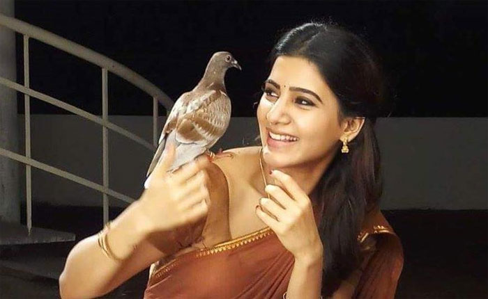 samantha,seema raja,silambam,expect  సమంత.. 'అంతొద్దు' అంటోంది..! 